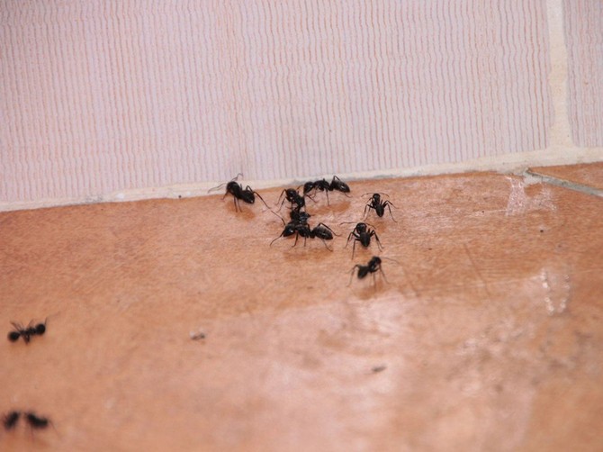 Domaći rastvor koji tera mrave iz kuće: Košta samo 30 dinara, a rešava problem zauvek