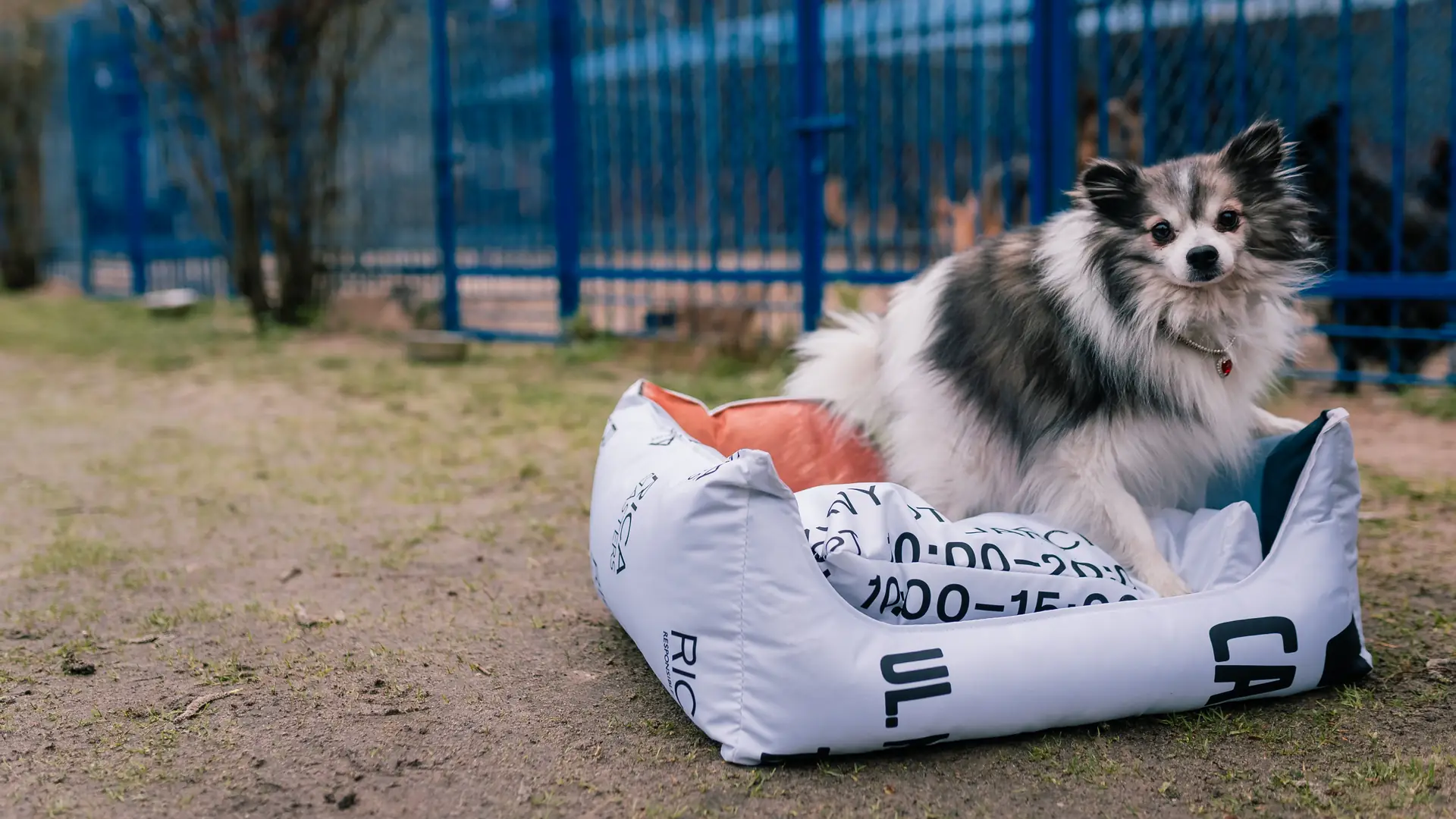 Wzięli stare banery reklamowe i zrobili z nich legowiska dla psów