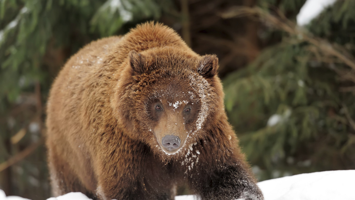 Niedźwiedzica z małym niedźwiadkiem wybrali się na majowy spacer po Babiej Górze. Wczoraj zauważył je pracownik tamtejszego parku narodowego Wacław Trzebuniak, gdy przechodziły przez ścieżkę rowerową. Jak podkreślił, niedźwiedzia bardzo trudno spotkać w beskidzkich lasach.