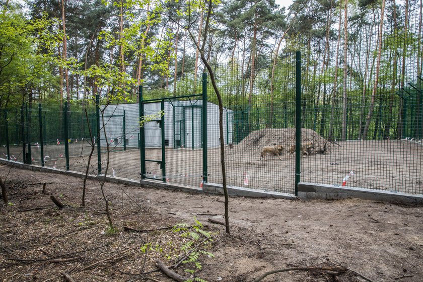 W zoo powstał azyl dla wilków