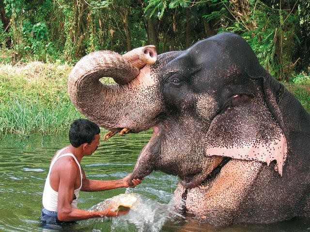 Galeria Sri Lanka - Z okien pociągu, obrazek 5