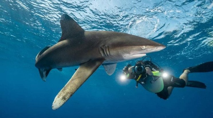 A Vörös-tengerben is megkereste régi barátait, a cápákat /Fotó: Divex 