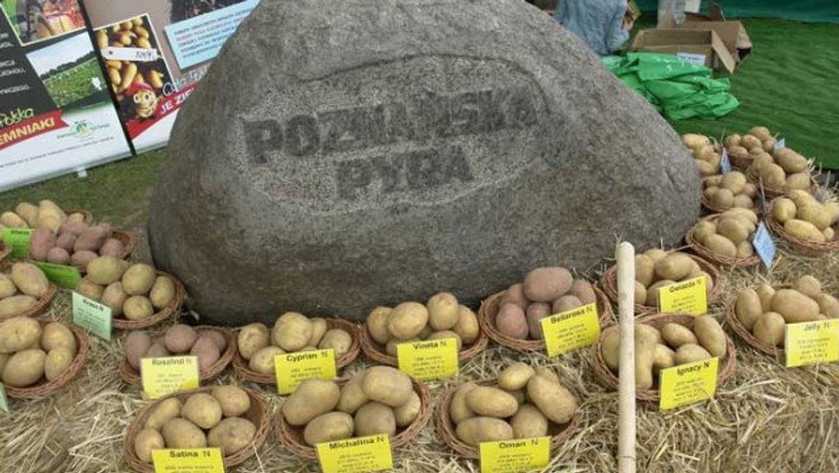 Po dwóch latach nieobecności w niedzielę na poznańskie Łęgi Dębińskie powraca festiwal Pyrlandia. W Parku im. Jana Pawła II zagrają m.in. Strachy na Lachy oraz Voo Voo. Nie zabraknie wielu piknikowych atrakcji, w przygotowaniu których pomagać będą poznańskie stowarzyszenia i organizację pozarządowe.