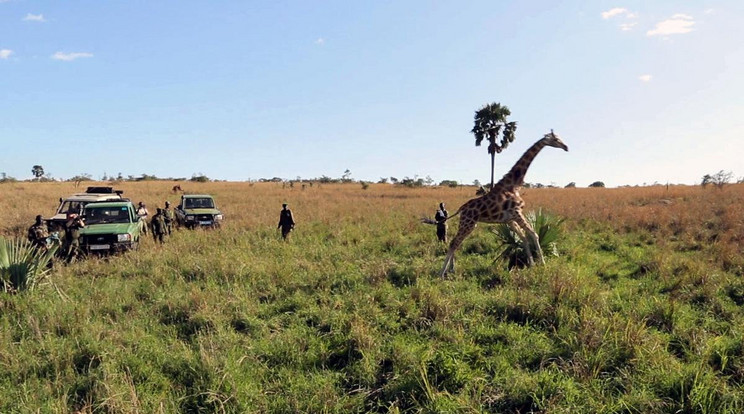 Vadorzó csapdából mentettek zsiráfot