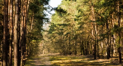 Groza w Tatrach. To było niebezpieczne spotkanie. Dziewczynka trafiła do szpitala