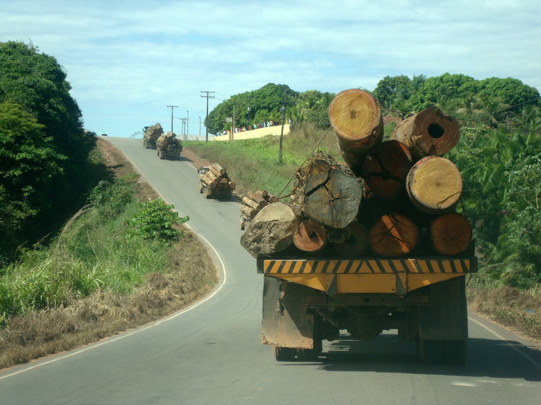 Traktownie OZE jako biomasy powoduje, że drewno zasila elektrownie. fot. Tarcisio Schnaider