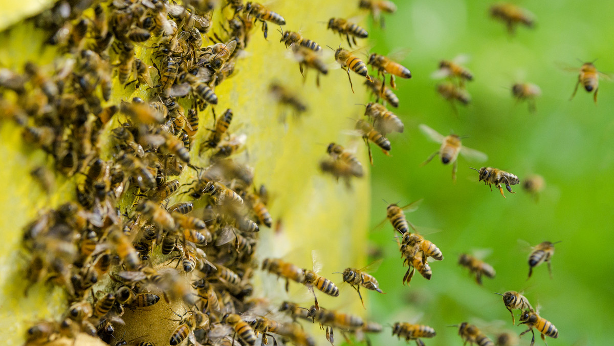 Od 8 do 13 kg miodów wiosennych z ula zebrali w tym roku pszczelarze na Podkarpaciu. - Zadecydowała o tym sprzyjająca pogoda - powiedział dziś prezes Wojewódzkiego Związku Pszczelarzy w Rzeszowie Tadeusz Dylon.
