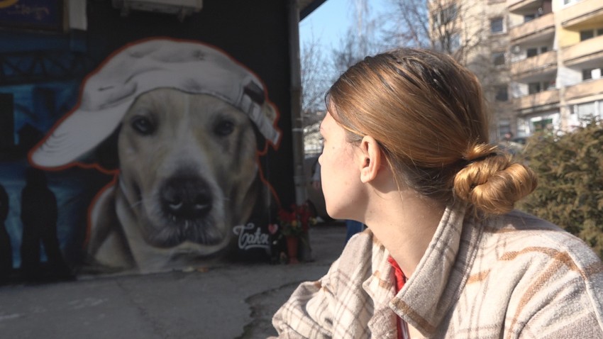 Baći, pas iz Užica