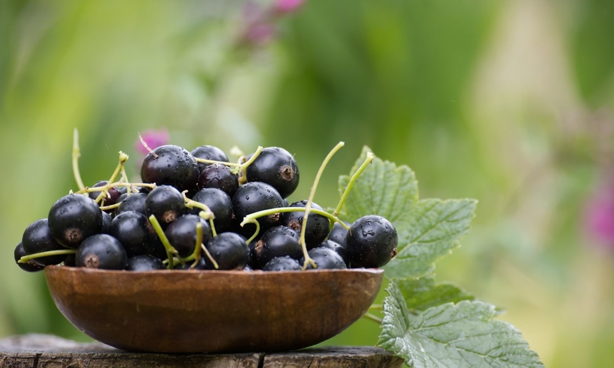 Ten owoc deklasuje cytrusy. Spożywamy go w formie przetworów, a to błąd