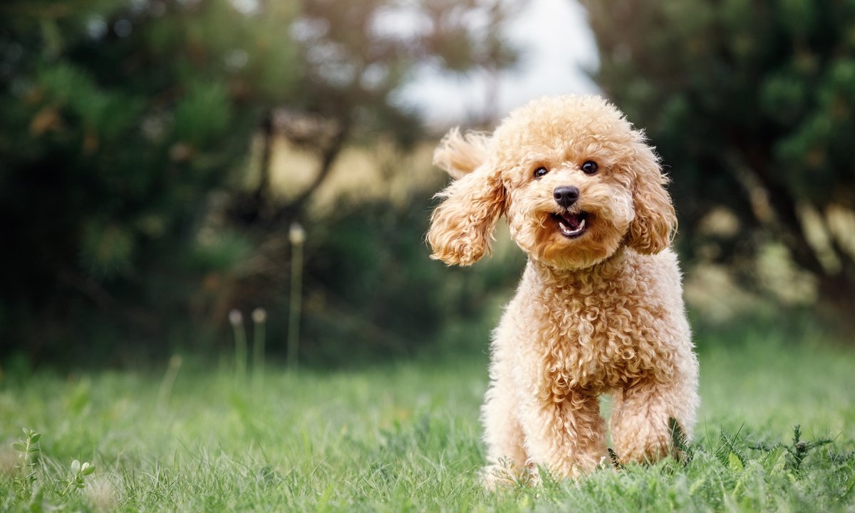 60 tys. euro rocznie za opiekę nad psem. Rodzina z Wielkiej Brytanii szuka nietypowego pracownika