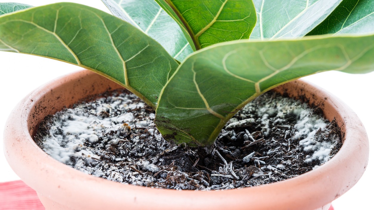 Biely povlak na povrchu pôdy.