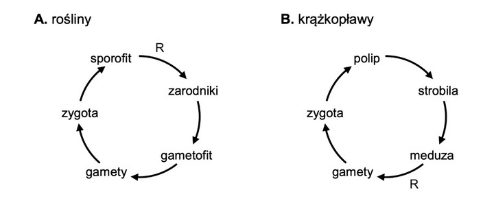 Matura z biologii 2023, poprawne rozwiązanie zadania 31