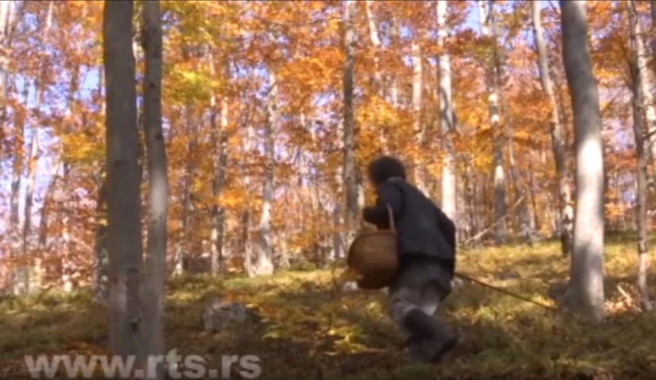 Milka u potrazi za gljivama