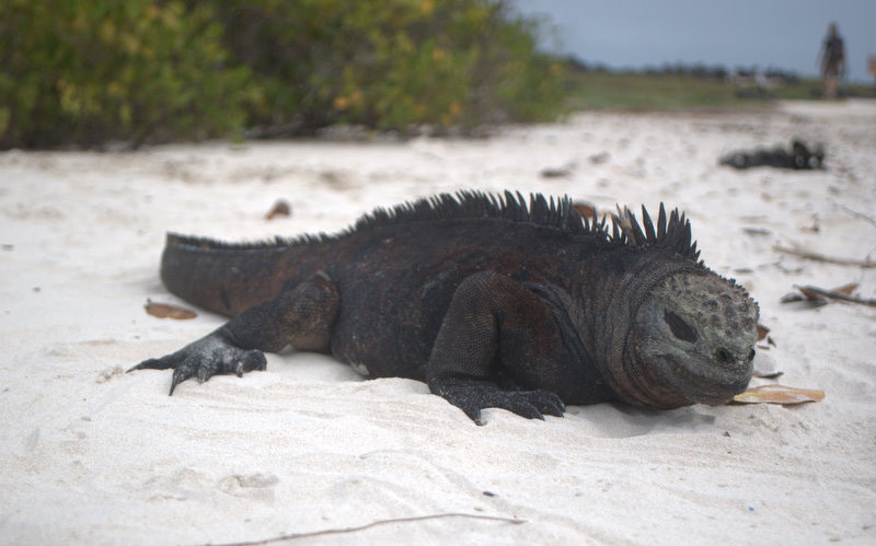 Wyspa Galapagos