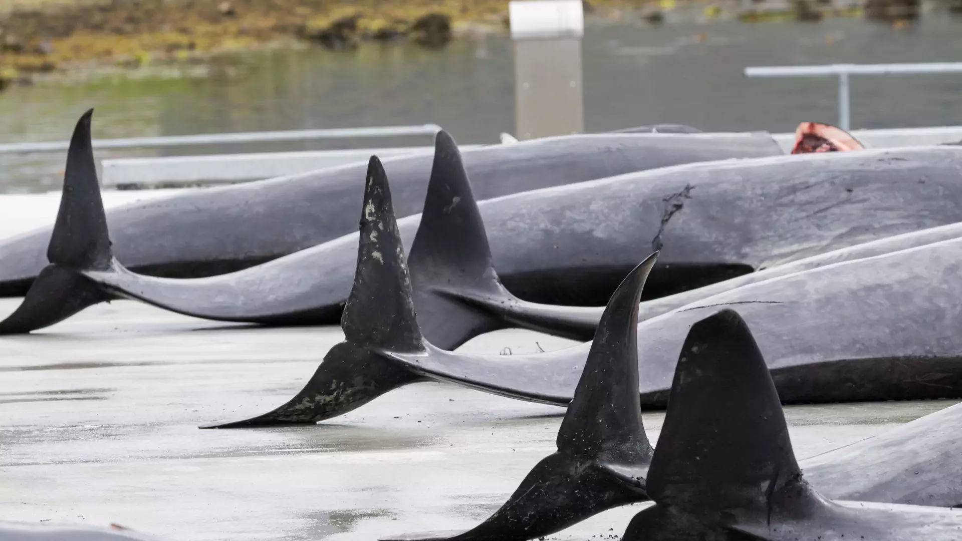 Rząd Islandii ponownie zezwolił na okrutne komercyjne polowania na wieloryby