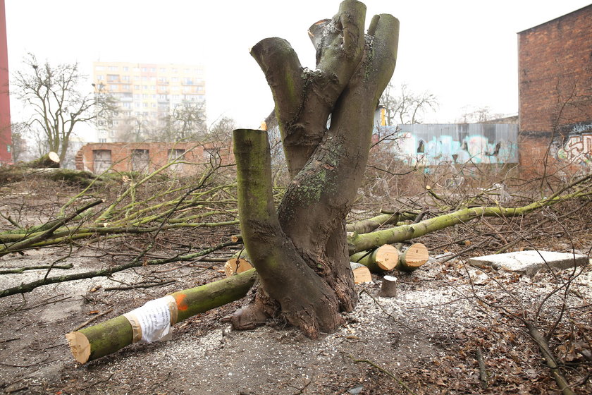 Nie udało się uratować drzew przy ul. Obornickiej w Łodzi 