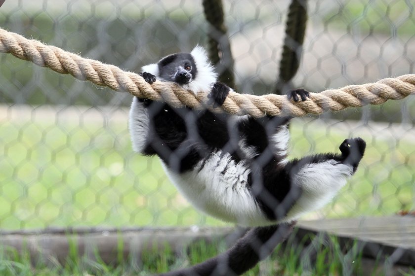 Zwierzęta na wybiegach w zoo