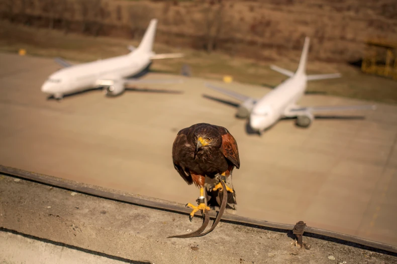 Pernate ptice čuvaju gvozdene