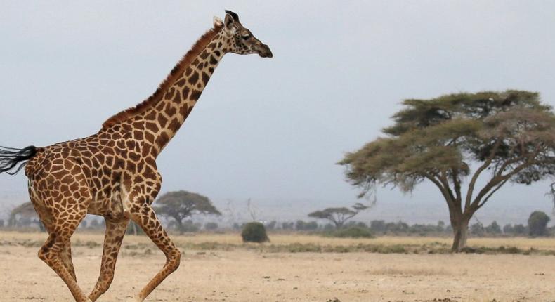 A giraffe.