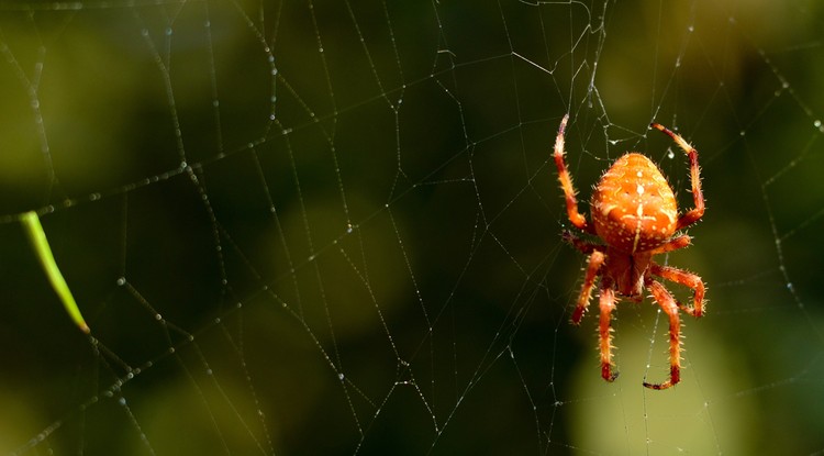 Így mulaszd el a pókcsípést Fotó: Getty Images