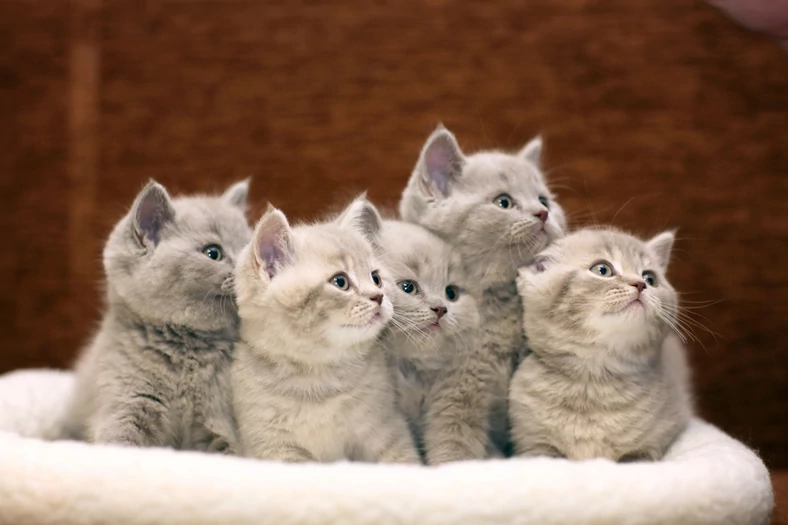 Kot domowy - najpopularniejsze rasy kotów - Dom