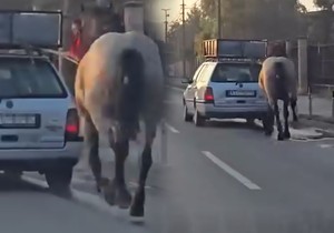 Maltretiranje konja u Kruševcu 