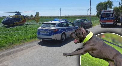 Psy zaatakowały kobietę pod Oleśnicą. Właściciel zwierząt ma zarzuty