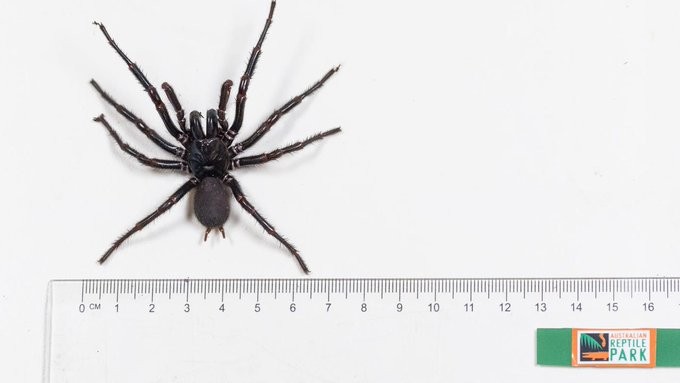 Atrax Robustus