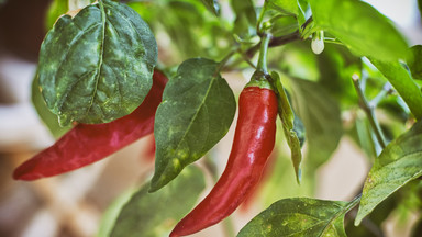 Papryka chili - tajemnice samodzielnej uprawy