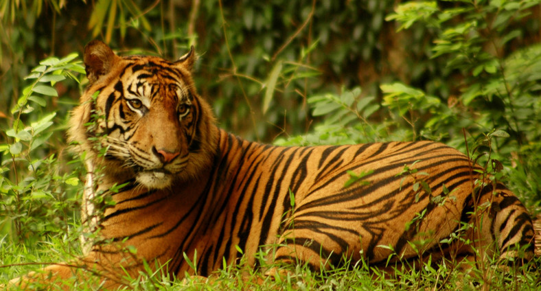 Tygrys sumatrzański, fot.  ©  WWF-Indonesia/ Saipul Siagian