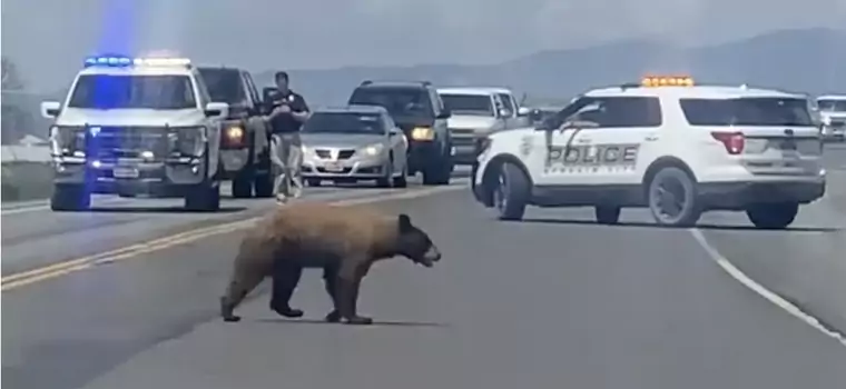 Policja wstrzymała ruch, bo przez drogę przechodził... niedźwiedź