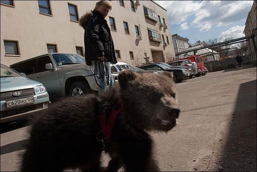 Russian bear live. В России медведи ходят по улицам. Медведь на улице. Медведи на улицах России. Медведь на улице города.