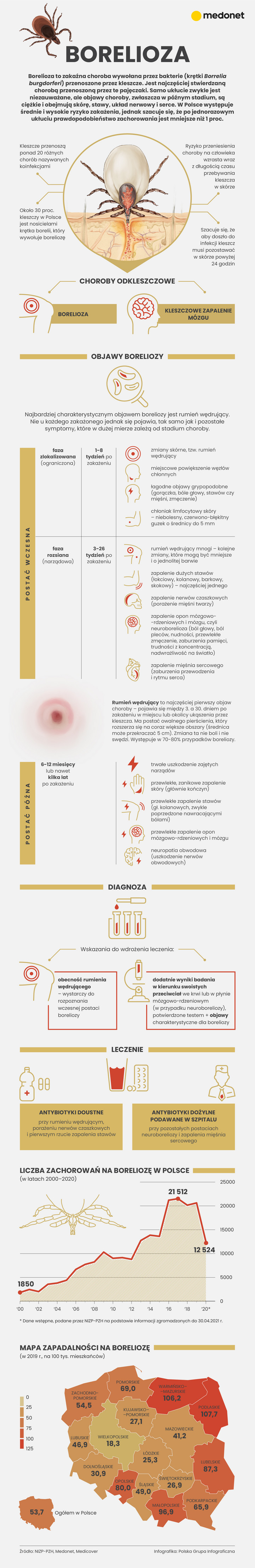 Borelioza - objawy, leczenie, zachorowania w Polsce [INFOGRAFIKA]