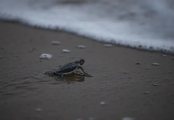 Żółwica złożyła jajka na plaży, więc burmistrz zadbał, żeby miała ciszę i spokój