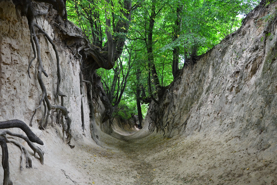 Wąwóz Korzeniowy Dół (woj. lubelskie) 