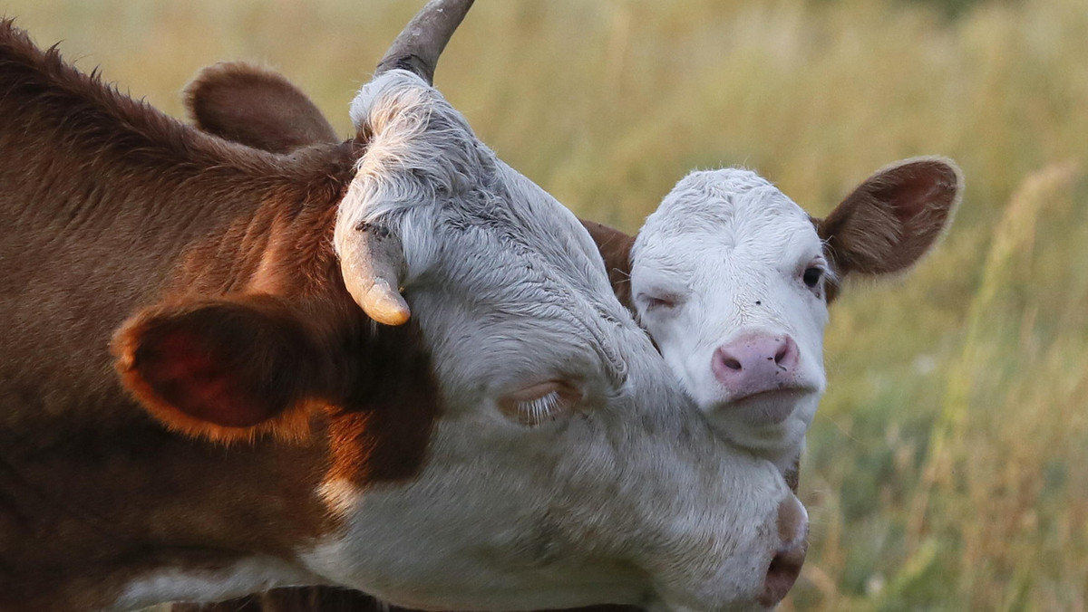 Białoruś zniosła zakaz importu bydła rogatego z Polski i innych państw Unii Europejskiej – poinformował w środę agencję BiełTA przedstawiciel departamentu nadzoru weterynaryjnego i żywnościowego Ministerstwa Rolnictwa Białorusi. Zakaz dotyczył także Polski.