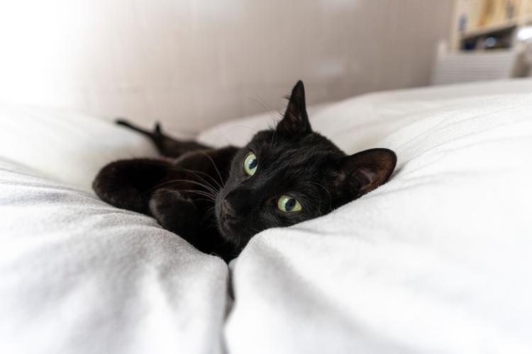 fekete macska