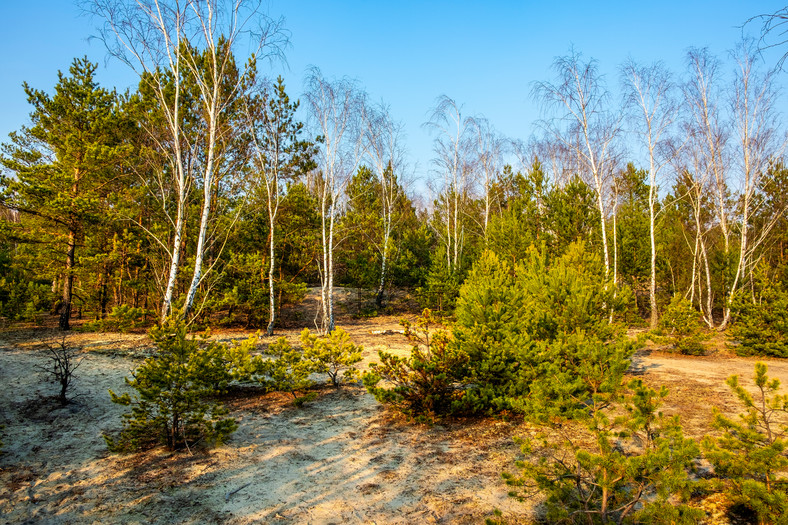 Mazowiecki Park Krajobrazowy