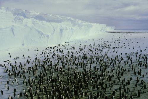 Galeria Antarktyda, obrazek 11