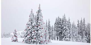 Jak tradycja zrobiła z drzew symbole? Długa podróż drzewa przez historię kultury