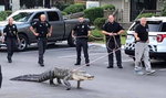 Policjanci prowadzili wielkiego aligatora na sznurku. O co chodzi?