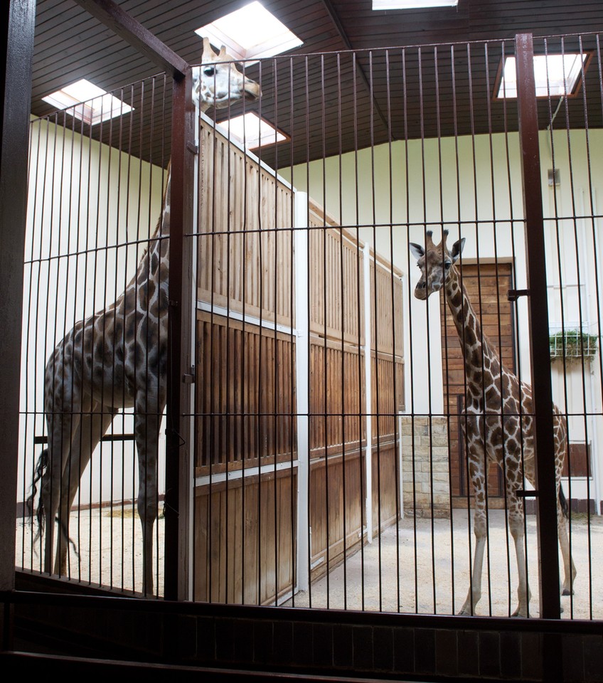 Nowa żyrafa w łódzkim ZOO