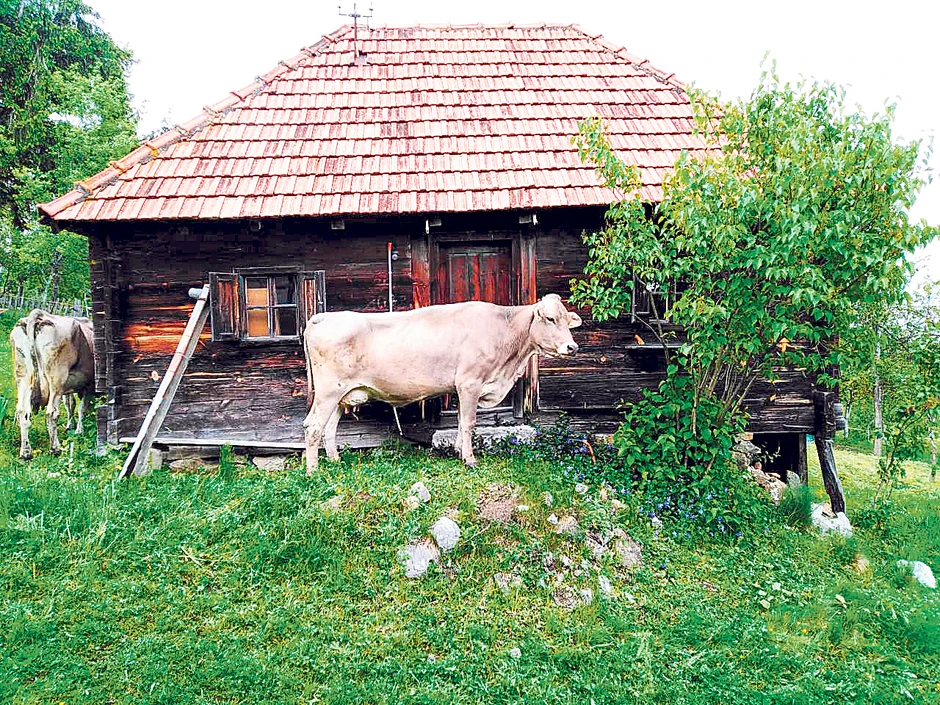 Mišovići i Cikići uzgajaju sami krave, pa imaju i svoju sirovinu. Kažu da su sveža trava i suvo seno glavni u prehrani krava tokom letnjih meseci, što utiče i na kvalitet mleka, pa i njihovog sira