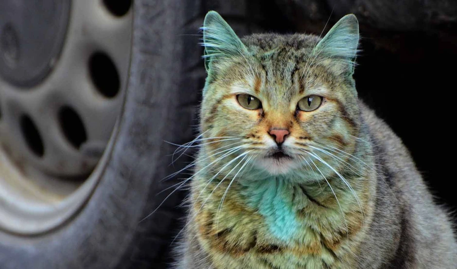 Sada više liči na normalnu mačku