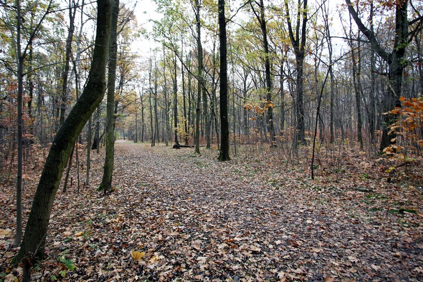 Park Kościuszki w Katowicach