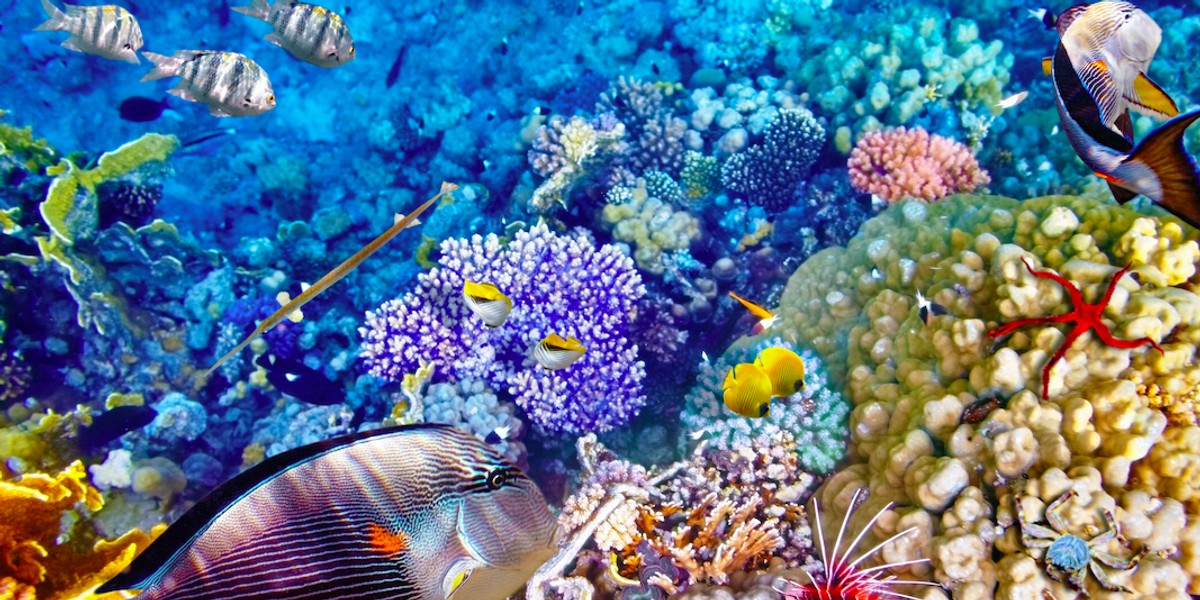 The reef is home to over 1,500 species of fish, but that's just one of its many attractions.