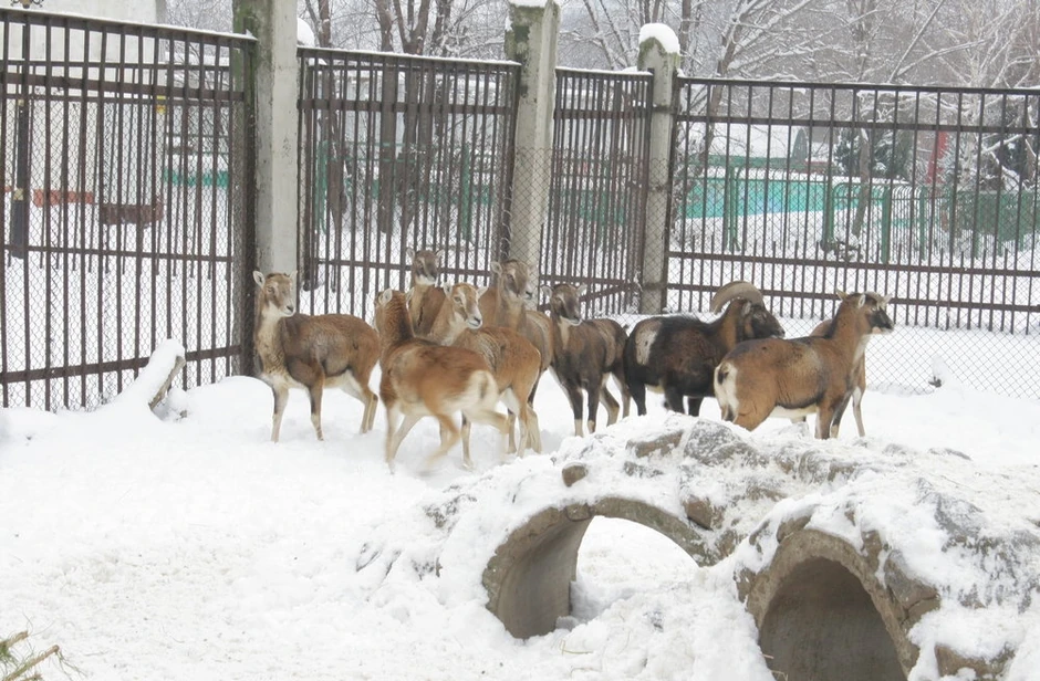 Ili dođite, platite ulaznicu ili će životinje uginuti od gladi