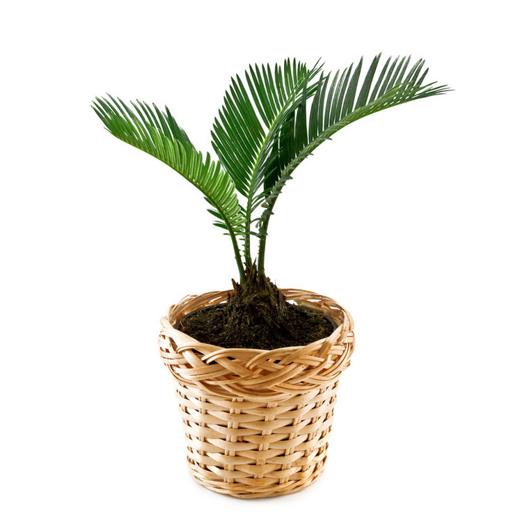 Palma paprociowa (Cycas revoluta)