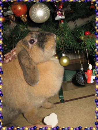 Świąteczny nastrój udziela się wszystkim... Nasz królik ma też "świąteczny apetyt"- zjadł już wszystkie słomkowe ozdoby choinkowe znajduj±ce się z zasięgu jego mordki!