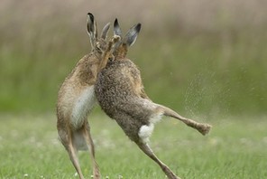 FIGHTING HARES / FIGHTING HARES /1596723